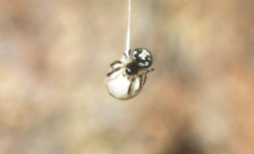 Theridiosoma gemmosum